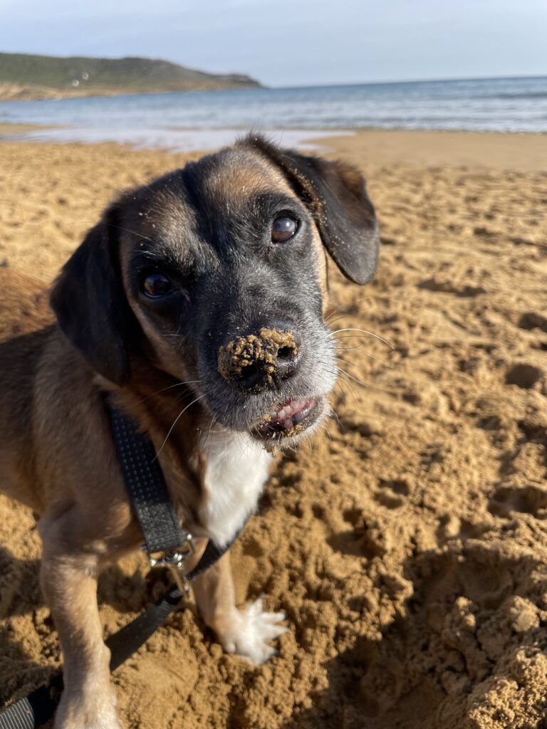 Playa para perros en Murcia